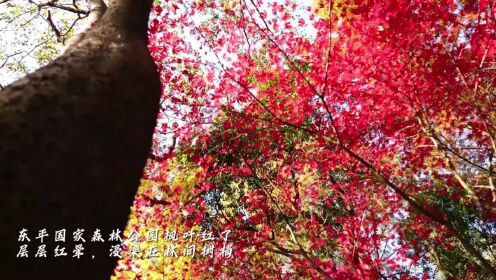 东平国家森林公园枫叶红了，层层红晕浸染在林间树梢