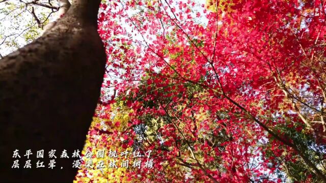 东平国家森林公园枫叶红了,层层红晕浸染在林间树梢