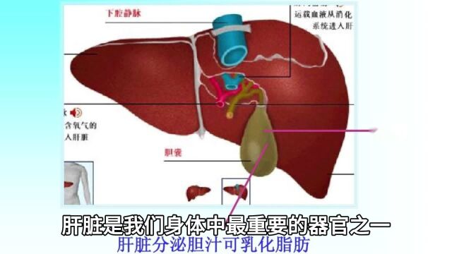 肝不好怎么调理,种神奇的食品可能会成为你的救星