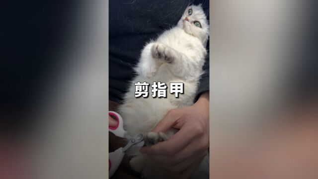 如何快速给猫剪指甲?