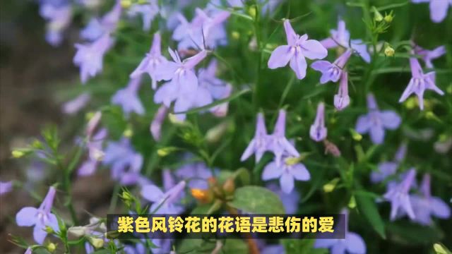 紫色风铃花的花语和观赏特点