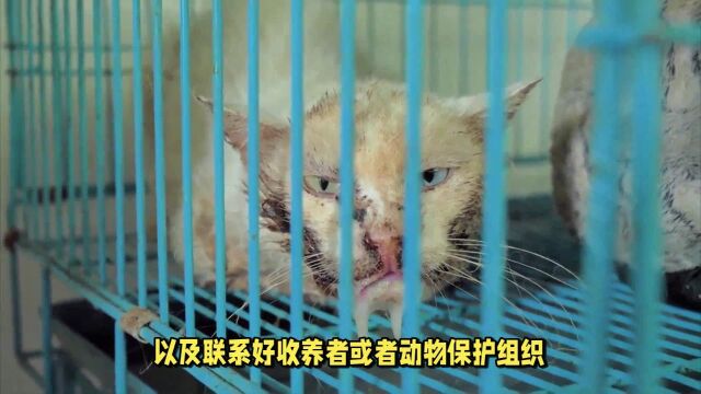 抓野猫崽的步骤