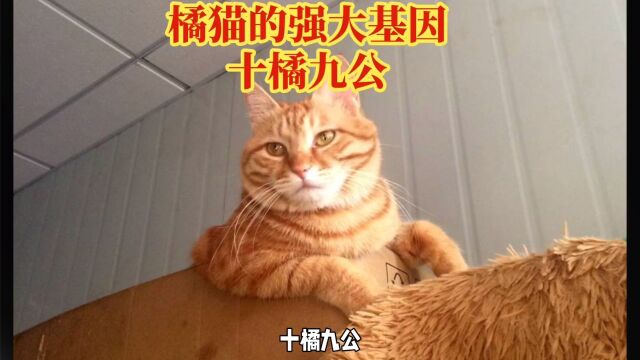 橘猫的强大基因,十橘九公