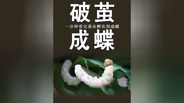 2.蚕的生命有多短暂呢?一分钟看完蚕从孵化到成蝶