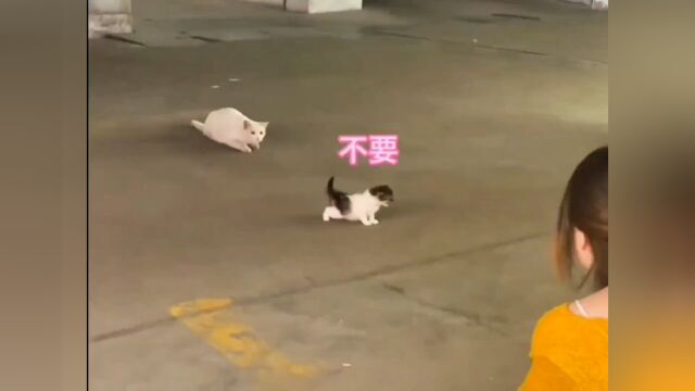 流浪猫妈妈的故事,太感人了