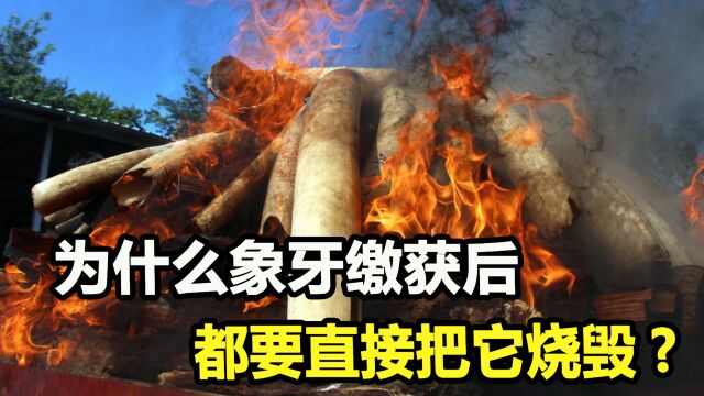 价值6个亿的象牙,缴获后为何白白烧毁,留着卖钱不行吗?