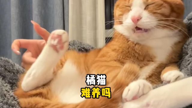 橘猫对新手来说,到底好不好养?