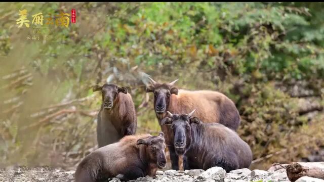 全球生物多样性最丰富的地区之一——高黎贡山