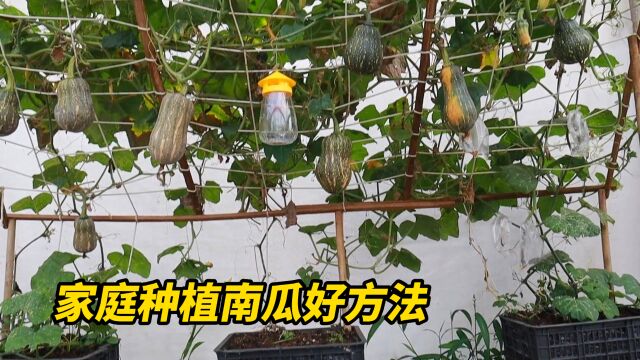 自己在家种植小南瓜很简单,新手小白也能种得很好,88天收获满满