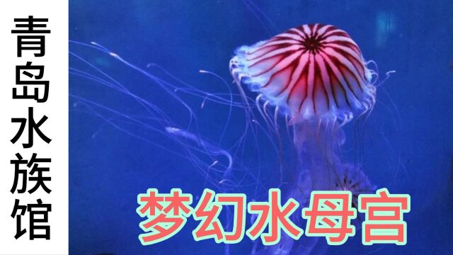 青岛水族馆1《梦幻水母宫》