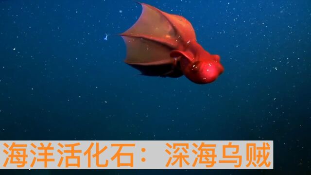 最古老的海洋生物,深海活化石:吸血乌贼