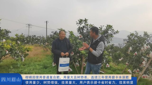 水溶肥厂家四川柑橘因使用普通复合肥用量大且树势差,连续三年使用碧卡水溶肥,用量少,树势增强,挂果量大,用户表示碧卡省时省力