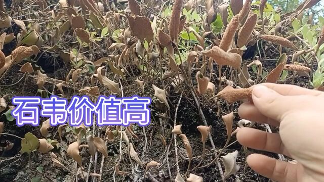 石韦俗称“肾精草”,它有如此多的神奇功效,快来了解,开启健康之旅!