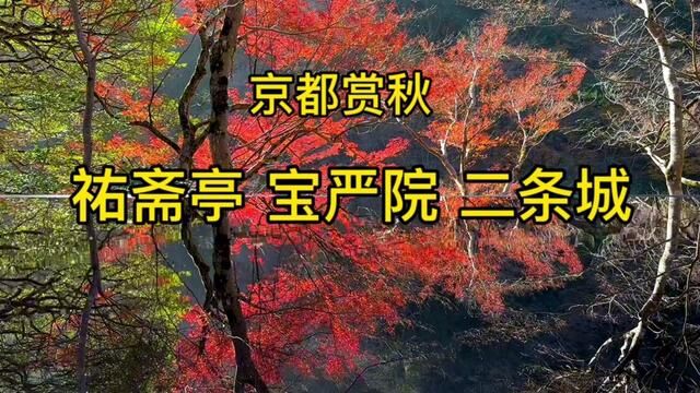 京都赏秋~祐斋亭拍照很有创意,比琉璃光院更出片.还去了宝严院 #红叶 #日本旅游攻略 #京都旅游攻略