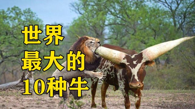 世界上最大的10种牛,看看这些牛界的巨星,你能认出几种?