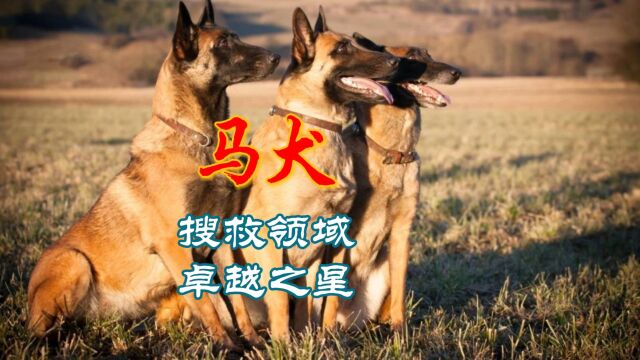 揭秘马犬:搜救领域的卓越之星