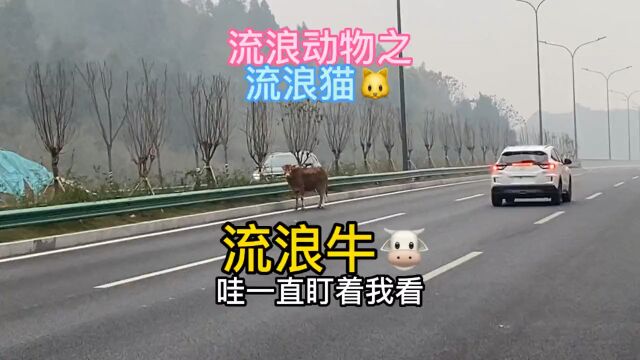 回忆录238:重装万里骑行之宜昌到宜都318