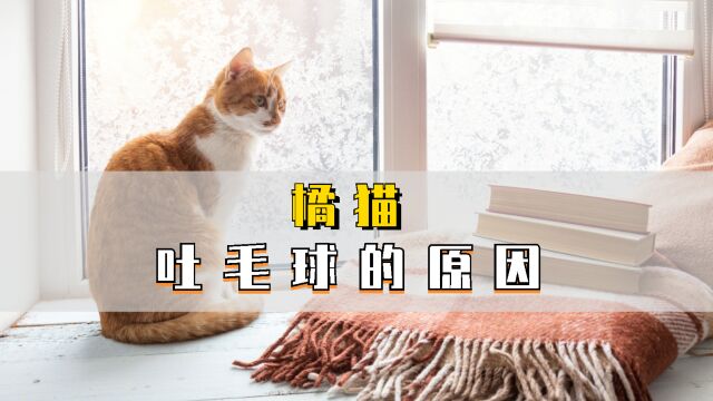 橘猫吐毛球的原因,你都知道哪些?