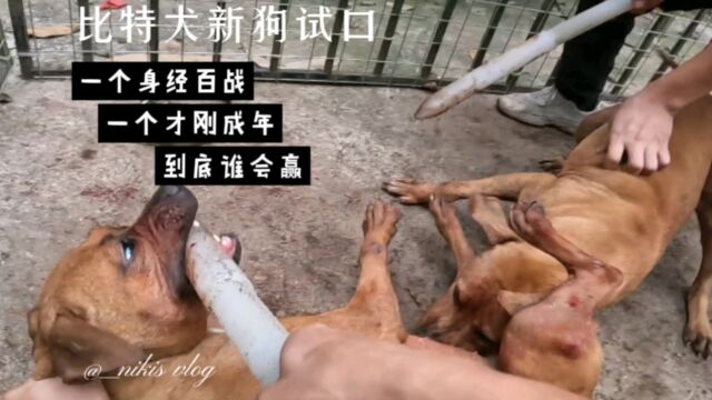 成年比特犬试口,之前一直不开口的小母狗,今天直接把对方干投降