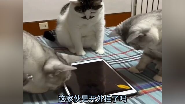 猫咪玩游戏