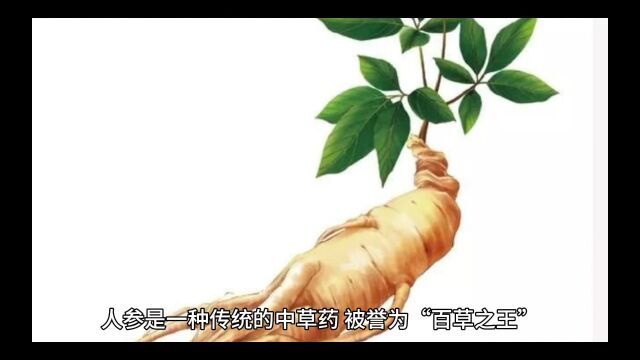 中草药之王人参