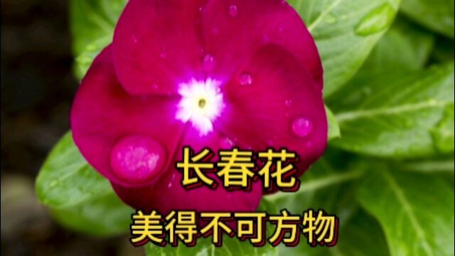 长春花,一款能给花友足够成就感的花,爆花机器,美的不可方物