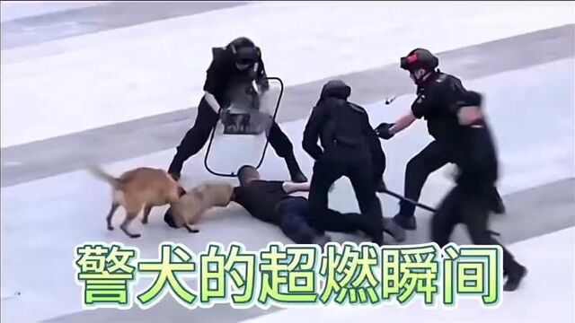 警犬的超燃瞬间