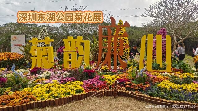 深圳东湖公园菊花展