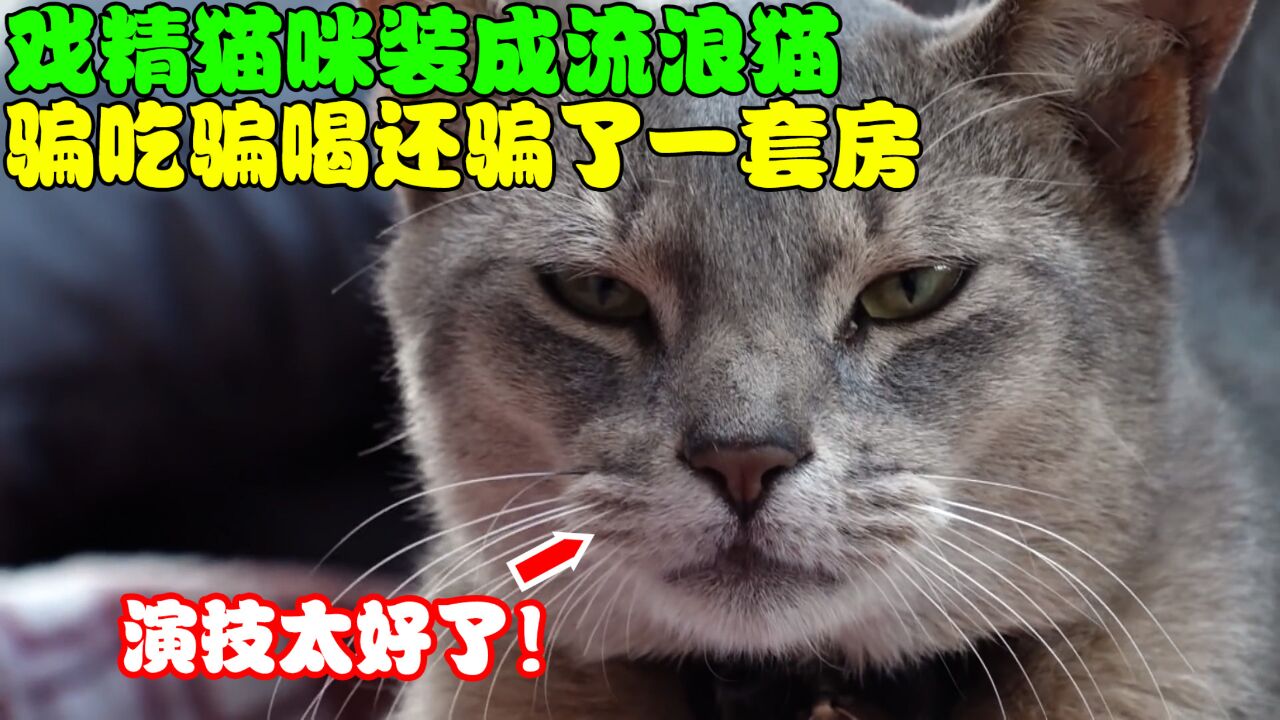 戏精猫咪装成流浪猫,骗吃骗喝还骗房子,同时拥有两个主人!_高清1080P在线观看平台_腾讯视频