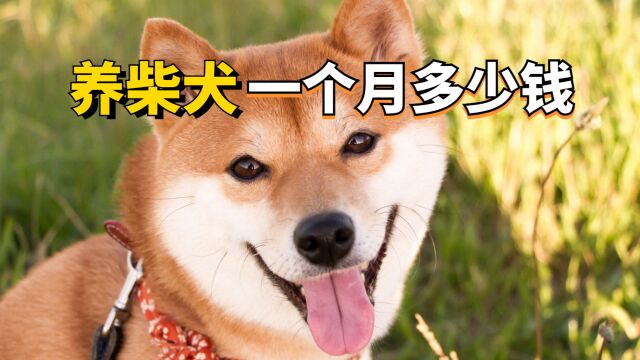 养柴犬一个月要花多少钱