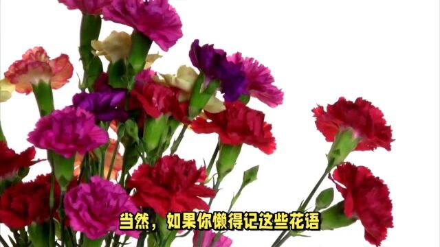 送母亲康乃馨一般多少朵合适