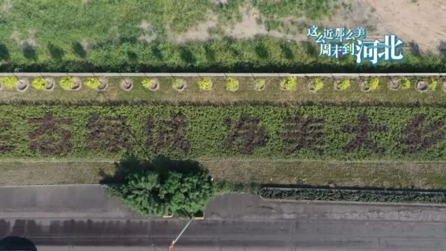 学习强国省平台刊发|美丽乡村 只此青绿