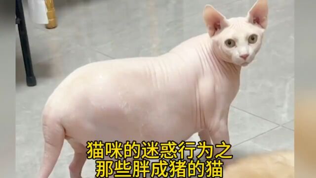 猫咪的迷惑行为之那些胖成猪的猫!