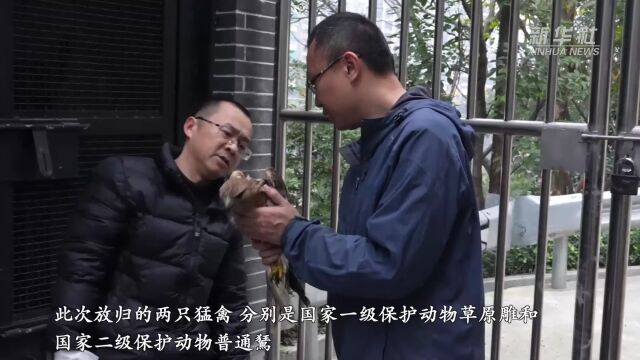 重庆:两只获救猛禽重返大自然