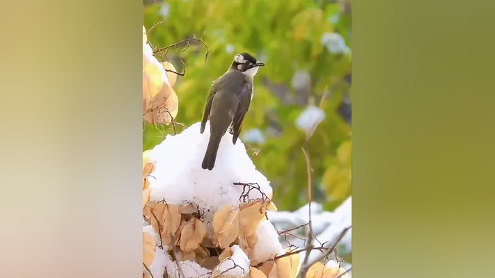 大雪把鸟儿的头都下白了——白头翁.