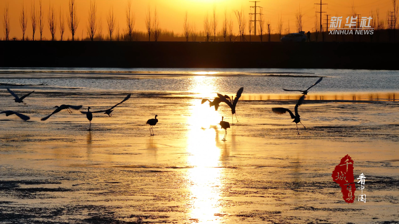 千城百县看中国丨内蒙古:巴彦淖尔黄河湿地成百鸟乐园