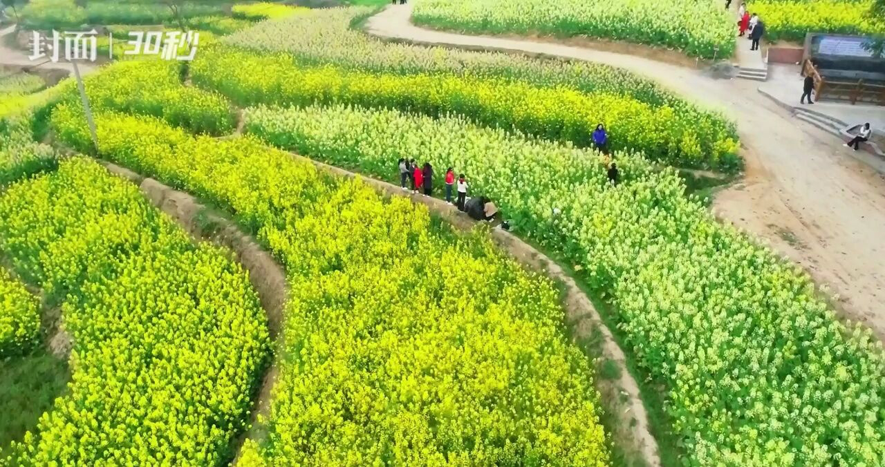 固安林城油菜花花田图片