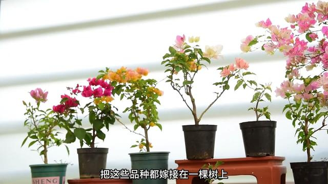 三角梅大桩嫁接 第一次三角梅的嫁接,你看能活几个