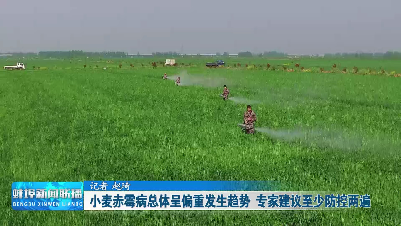 小麦赤霉病总体呈偏重发生趋势 专家建议至少防控两遍
