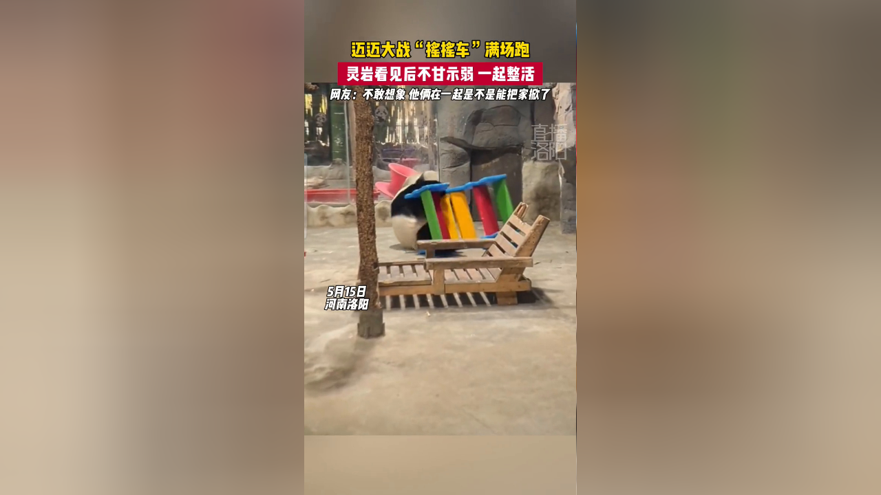 迈迈大战"摇摇车"满场跑,灵岩看见后不甘示弱一起整活