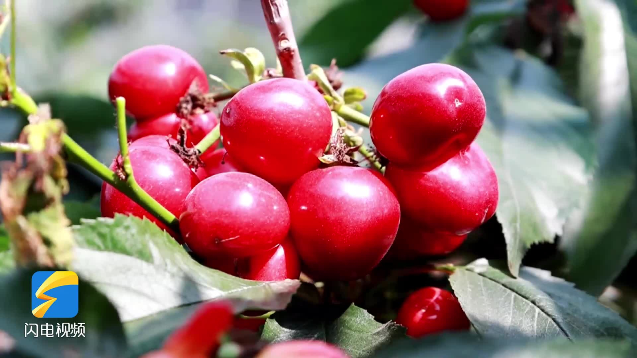 滕州小樱桃成了"致富果"2024-05-14 19:53发布于山东点赞评论收藏分享