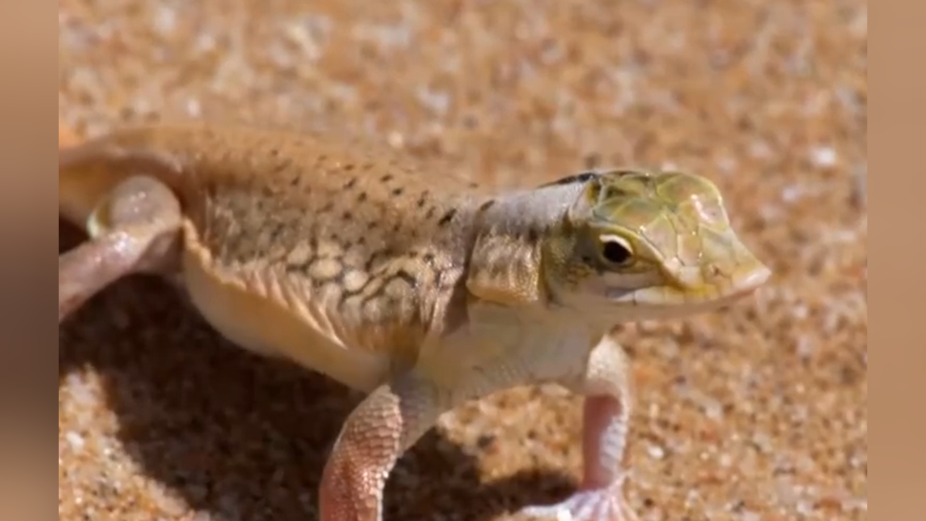 畅游沙海的"小鳄鱼",铲鼻蜥在滚烫的沙子上对抗高温,动作超滑稽