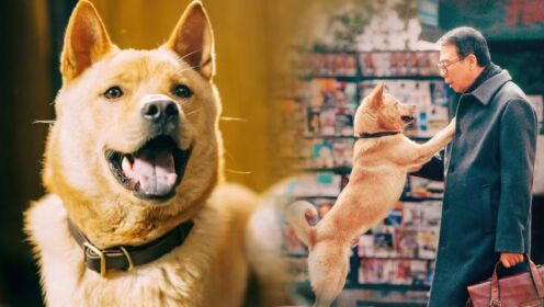真实事件改编,中国版忠犬八公