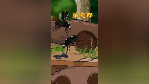 屎壳郎把卵产到"粪球"内,供幼虫食用!