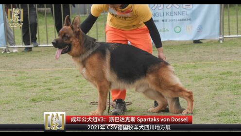 csv德国牧羊犬血统证书图片