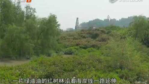 广州南沙：生态告急  海上垃圾围困红树林