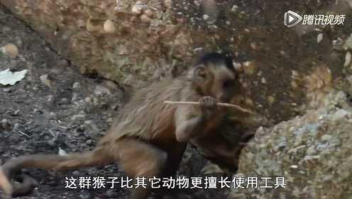 巴西黑帽卷尾猴悬崖峭壁捕捉蜥蜴，巧用工具堪比人类智慧