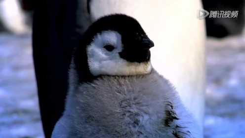 失孤企鹅妈妈争抢孤儿 小企鹅险被活活压死