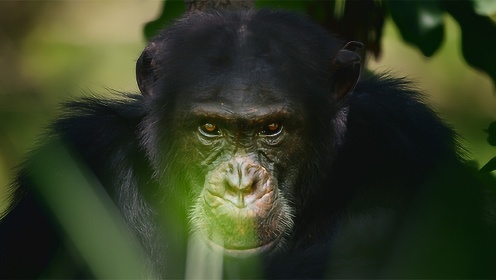 第1集：黑猩猩统治的强者