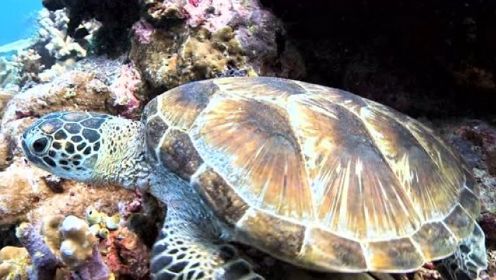 只生不养的海龟母亲造就小海龟最惊险下海之旅